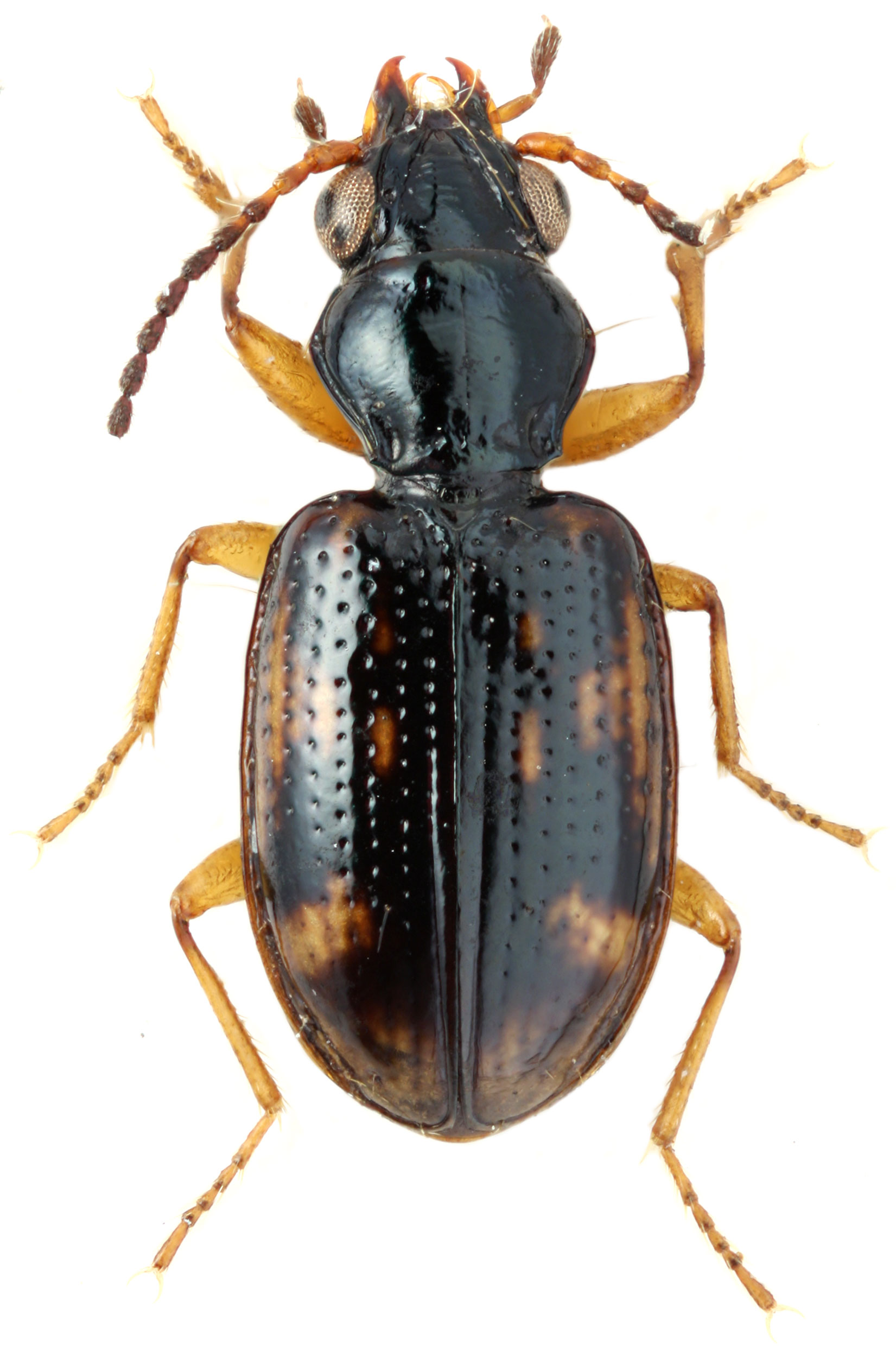 Bembidion Alchetron, The Free Social Encyclopedia
